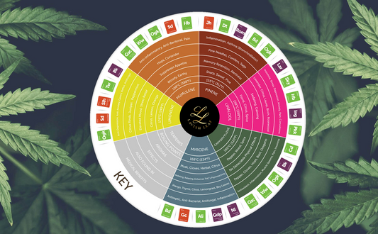 What Are Terpenes in Cannabis? A Guide to the Aromatic Powerhouses of the Plant