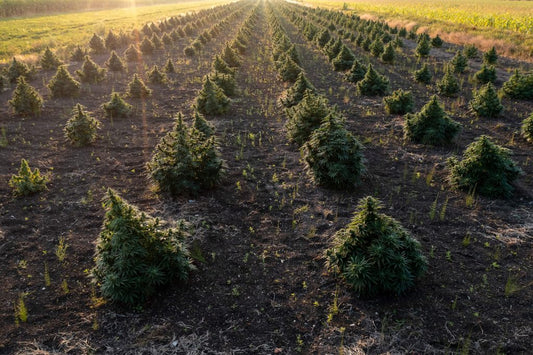 Living Soil and Cannabis Cultivation: Growing Clean, Potent, and Sustainable Bud  Introduction