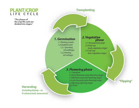 Understanding the Cannabinoid Lifecycle: How Cannabinoids Evolve During Cannabis Growth